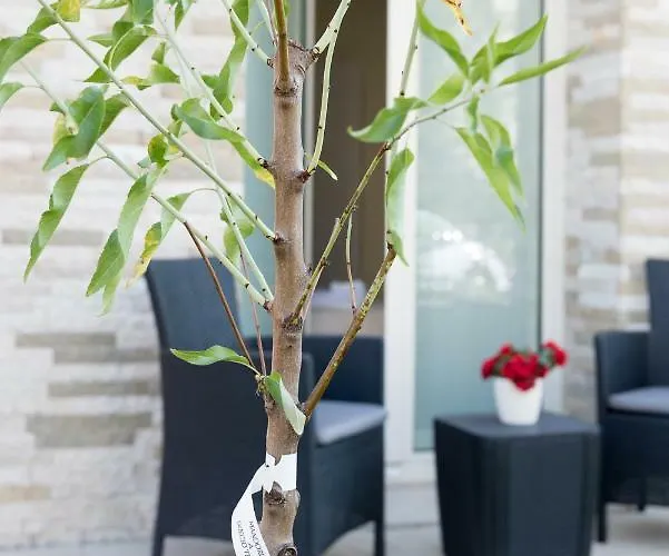 Guest house Relais Dei Mandorli 4*